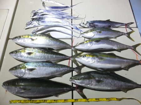 Hit Rush(ヒット ラッシュ) 釣果