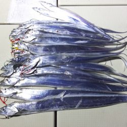 Hit Rush(ヒット ラッシュ） 釣果