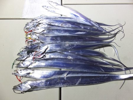 Hit Rush(ヒット ラッシュ） 釣果…