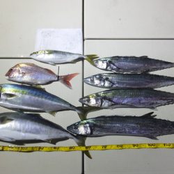 Hit Rush(ヒット ラッシュ) 釣果