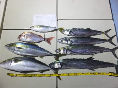 Hit Rush(ヒット ラッシュ） 釣果…