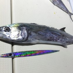 Hit Rush(ヒット ラッシュ) 釣果