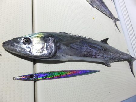 Hit Rush(ヒット ラッシュ) 釣果