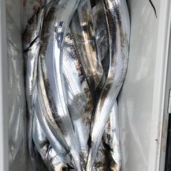 釣船 浦島太郎 釣果