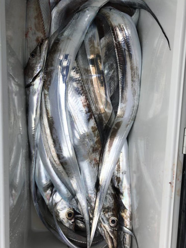 釣船 浦島太郎 釣果