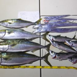 Hit Rush(ヒット ラッシュ) 釣果