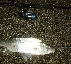 桂浜周辺サーフ ライトショアジギング