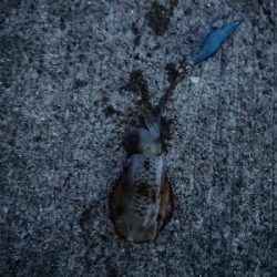 エギパが終わったら釣れる