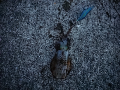 エギパが終わったら釣れる