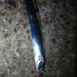 青物狙いのはずですが