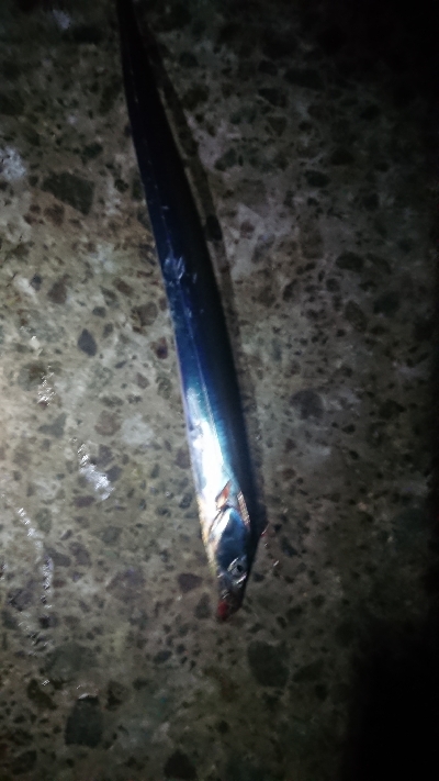 青物狙いのはずですが