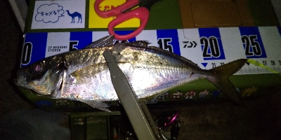 アジ爆再現なるか！？