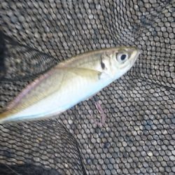 外海は荒れてました【アジング】