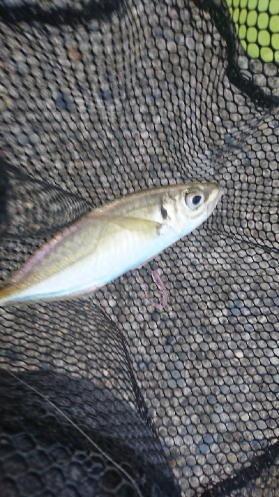 外海は荒れてました【アジング】