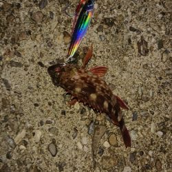 サゴシ、サワラ祭り？