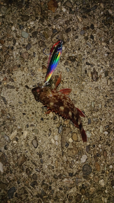 サゴシ、サワラ祭り？