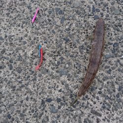 朝マズメにヒラメを狙うも