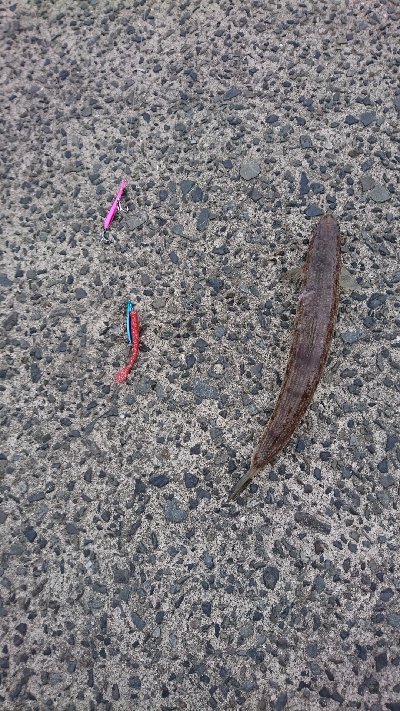 朝マズメにヒラメを狙うも