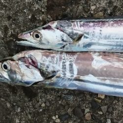 朝マヅメ タチウオ