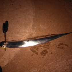 太刀魚回遊開始？