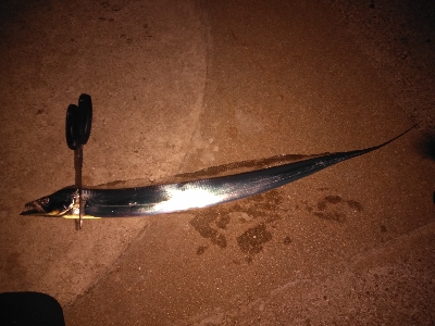 太刀魚回遊開始？