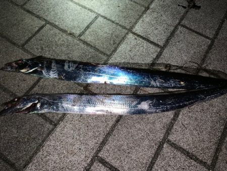 台風前に太刀魚