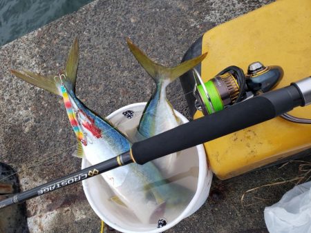 ハマチ！！！！