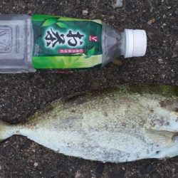 アイゴの30が２匹とギンガメアジが1匹！！