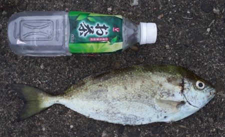 アイゴの30が２匹とギンガメアジが1匹！！…