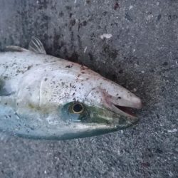 早朝短時間勝負！！！