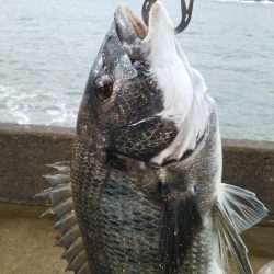 久しぶりのチヌ