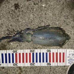 夕方から夜中にかけての短時間釣行