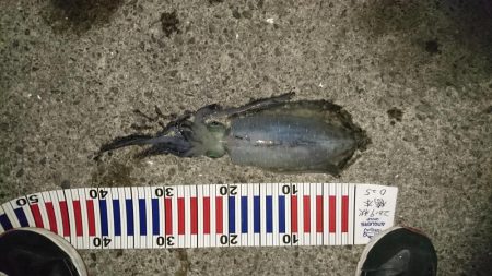 夕方から夜中にかけての短時間釣行