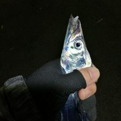 南港釣行 (10/28 南港タチウオ釣り 2本 釣果有り)