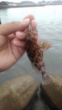 シーバス・ガシラのつもりが結局アジ