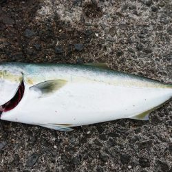 飲ませ釣りで…