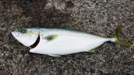飲ませ釣りで…