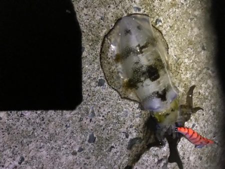 泉南でも秋イカ開幕！？のエギングでアオリイ…