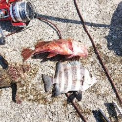 コフダイ釣り大きな当たり無し