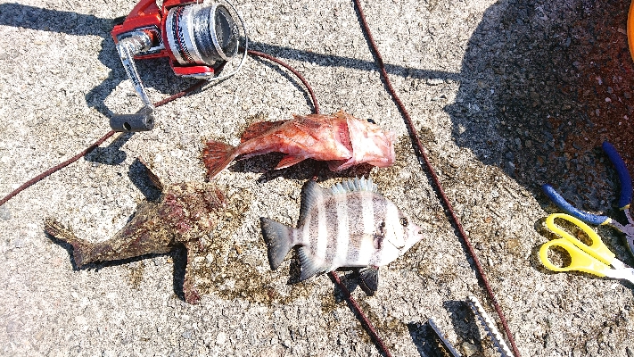 コフダイ釣り大きな当たり無し