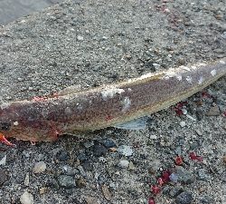 ツバスとタチウオとエソ