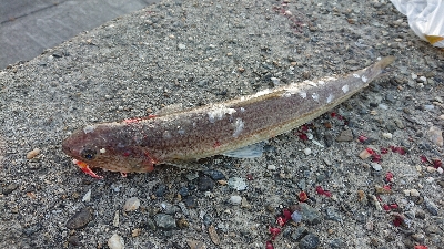 ツバスとタチウオとエソ