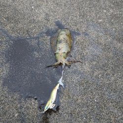 デイエギング！