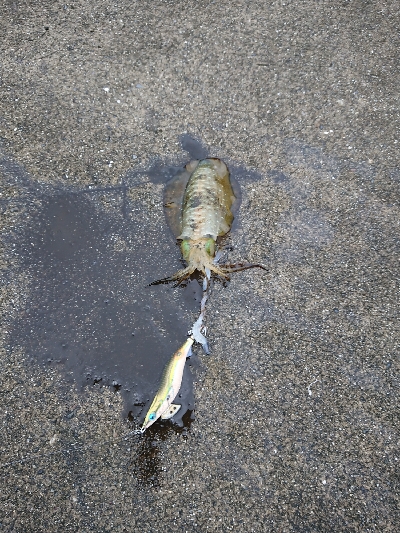 デイエギング！