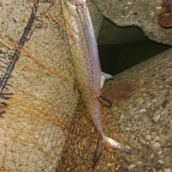 サゴシ、サワラ祭り？