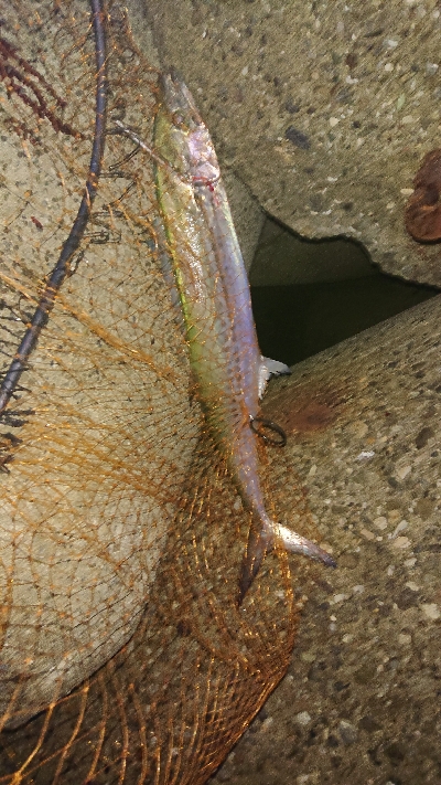 サゴシ、サワラ祭り？