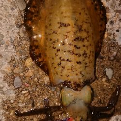 ちょこっとエギング