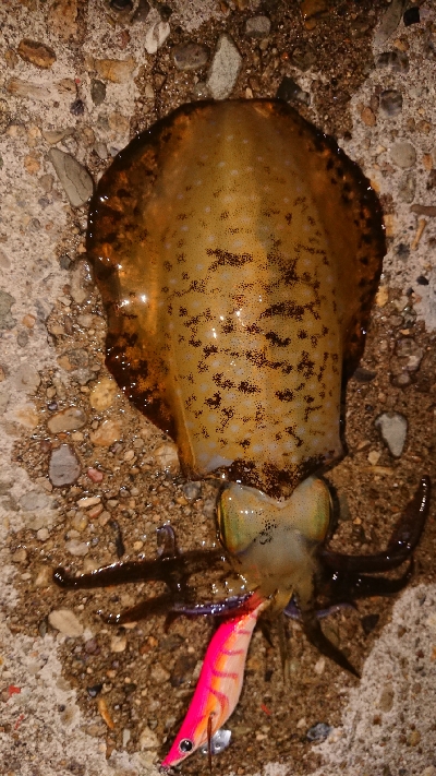 ちょこっとエギング