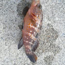 アジング狙いでしたが