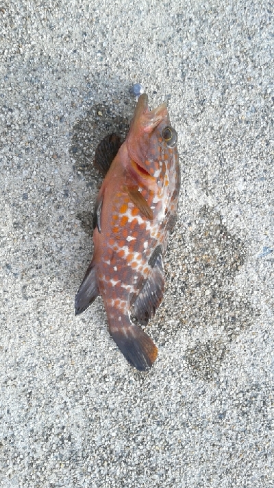 アジング狙いでしたが